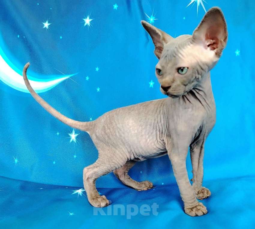 Кошки в Королеве: Очаровательная кошечка из питомника Девочка, 60 000 руб. - фото 1