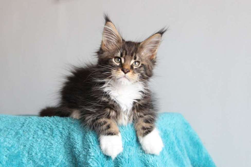 Кошки в Екатеринбурге: Котенок мейнкун из питомника РИЧКУН - Arhip Мальчик, 45 000 руб. - фото 8