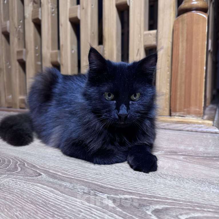 Кошки в Москве: Котенок в добрые руки Мальчик, Бесплатно - фото 4