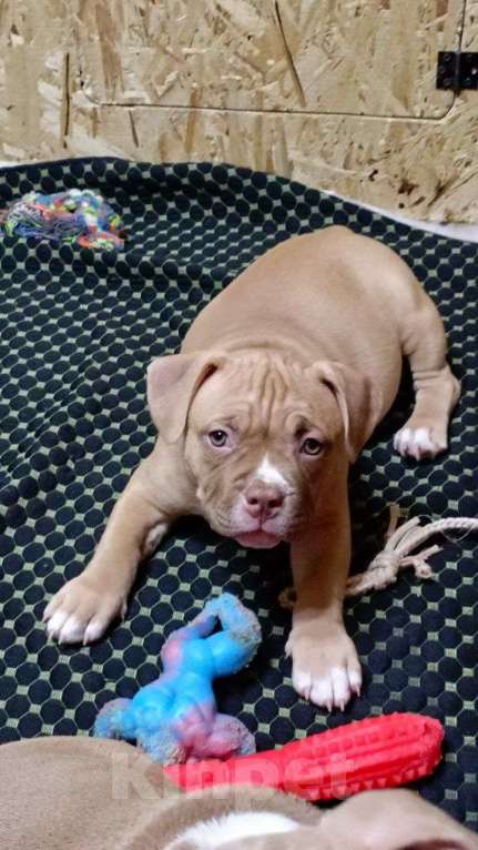 Собаки в Орске: Американский булли покет Разнополые, Бесплатно - фото 1