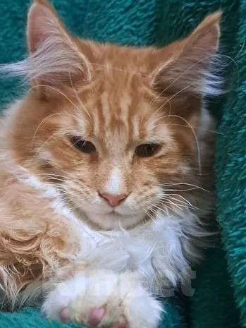 Кошки в Москве: Маленькие рыси Девочка, Бесплатно - фото 1