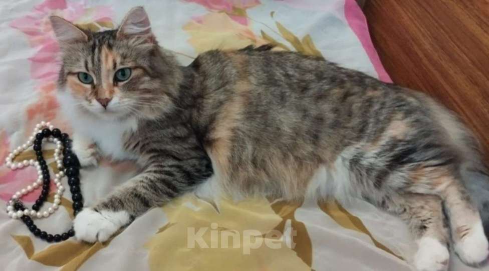 Кошки в Москве: Трехцветная пушистая Шаня, кошечка в добрые руки.   Девочка, Бесплатно - фото 9