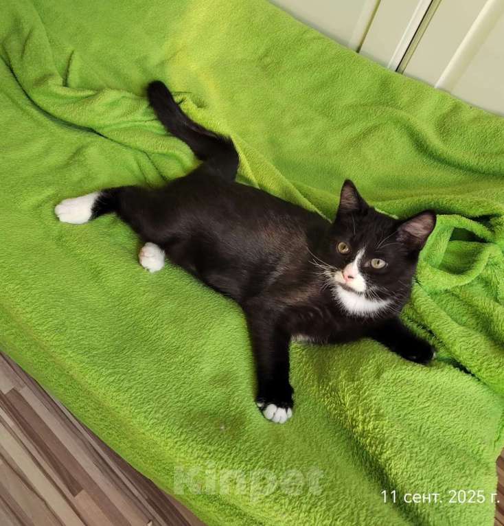 Кошки в Старом Купавне: Котенок в добрые руки Девочка, Бесплатно - фото 6