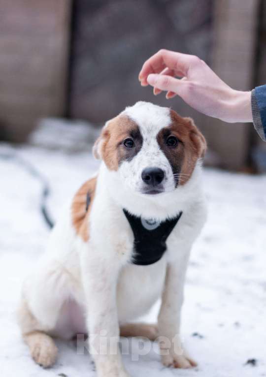 Собаки в Ногинске: Малышка Анни ждет свою семью в приюте Девочка, Бесплатно - фото 4