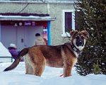 Собаки в Перми: Барни ищет дом  Мальчик, Бесплатно - фото 2
