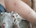 Кошки в Екатеринбурге: Котенок( девочка) в добрые руки Девочка, Бесплатно - фото 1