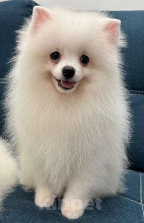 Собаки в Пензе: Щенок немецкого шпица  Мальчик, Бесплатно - фото 7