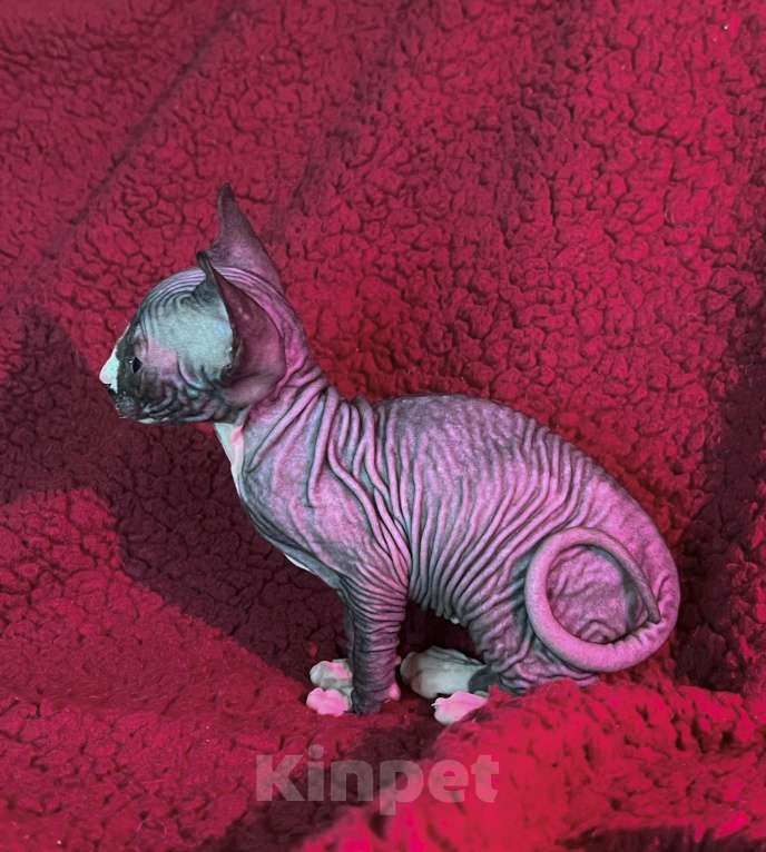 Кошки в Воронеже: Канадский сфинкс котёнок Девочка, 15 000 руб. - фото 5