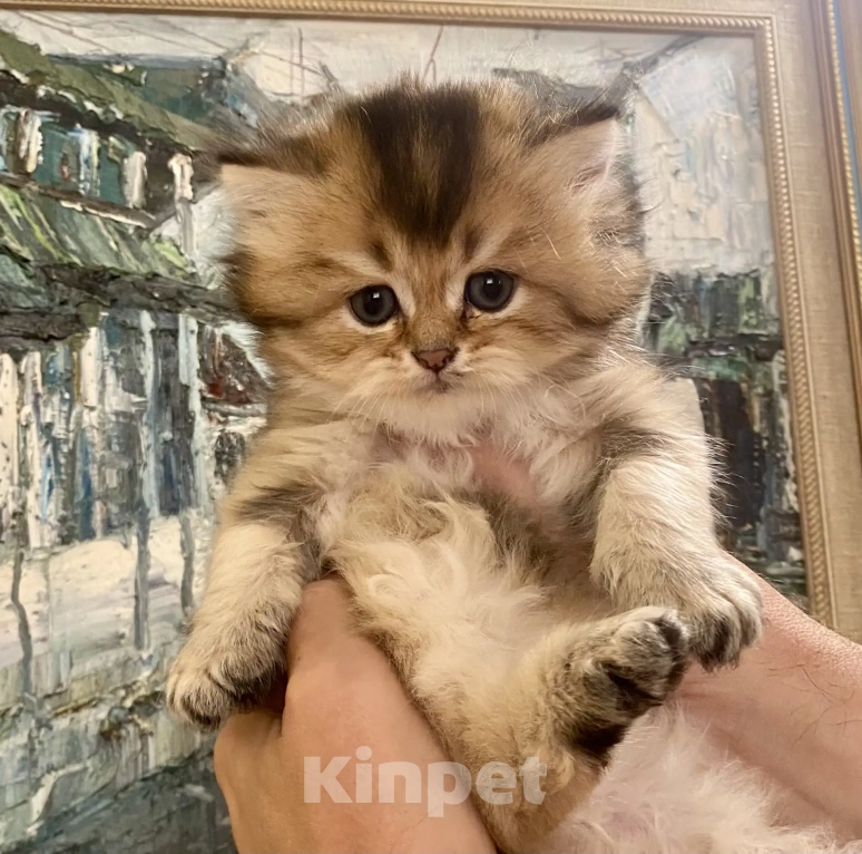 Кошки в Челябинске: Британская Золотая шиншилла ny11 Мальчик, Бесплатно - фото 3