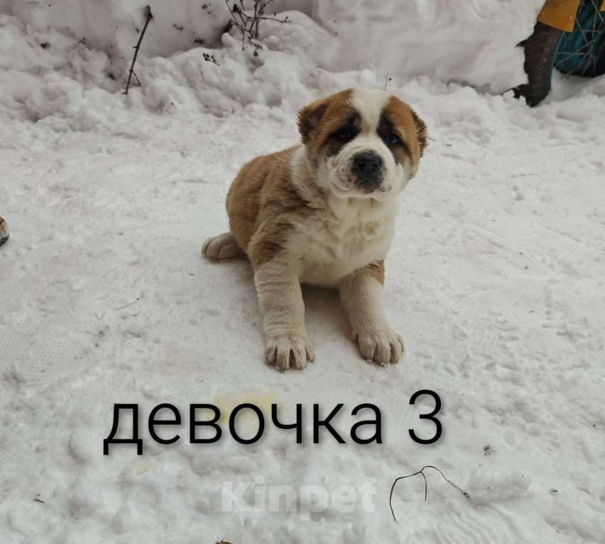 Собаки в Раменском: Девочки алабая Девочка, 12 000 руб. - фото 3