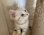 Кошки в Туле: Жду любимого хозяина Девочка, Бесплатно - фото 3