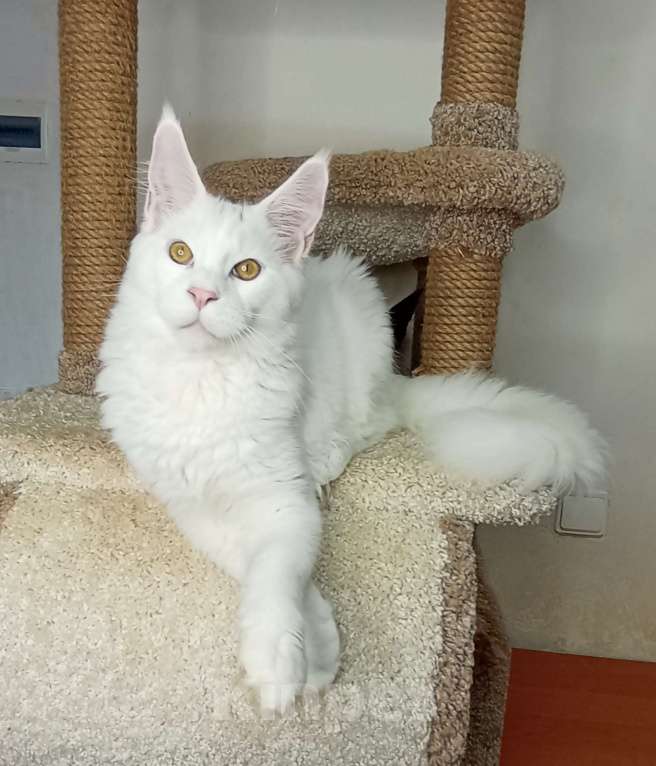 Кошки в Севастополе: Котёнок мейн-кун Мальчик, 65 000 руб. - фото 2