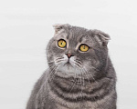Кошки в Москве: кот Кефир Мальчик, Бесплатно - фото 6