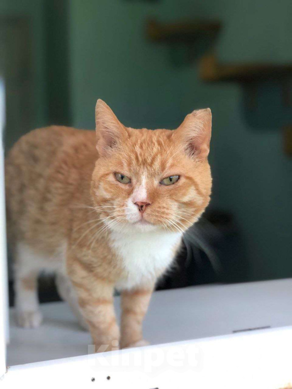 Кошки в Дмитрове: Выброшен, предан и никому не нужен. Мальчик, Бесплатно - фото 2