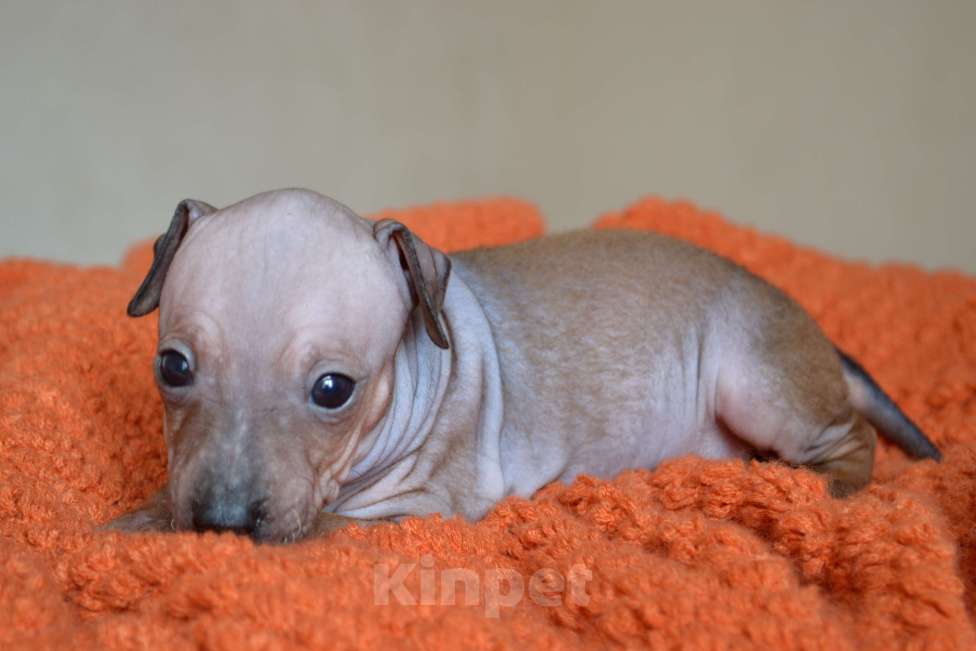 Собаки в Москве: Красно-соболиная девочка агт Девочка, 70 руб. - фото 5