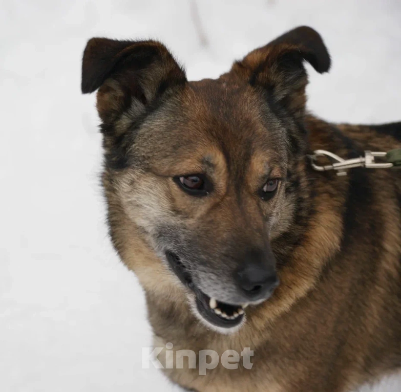 Собаки в Москве: Гера в поисках семьи Девочка, Бесплатно - фото 4