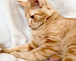 Кошки в Москве: Рыжий котик Фокс в добрые руки Мальчик, Бесплатно - фото 6