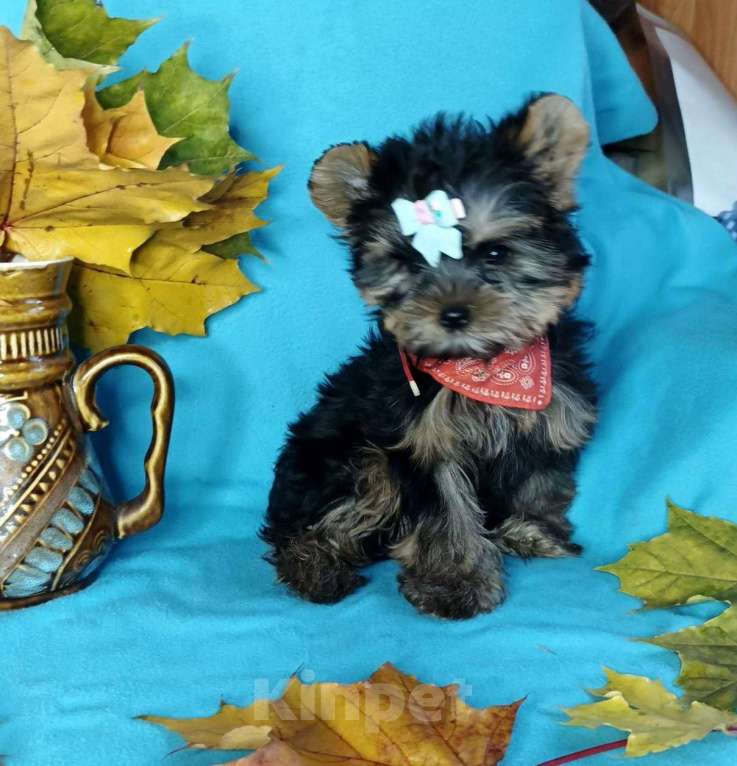 Собаки в Москве: Йорка стандартная девочка Девочка, 45 000 руб. - фото 2