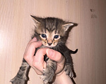 Кошки в Сарапуле: Котята Разнополые, Бесплатно - фото 9