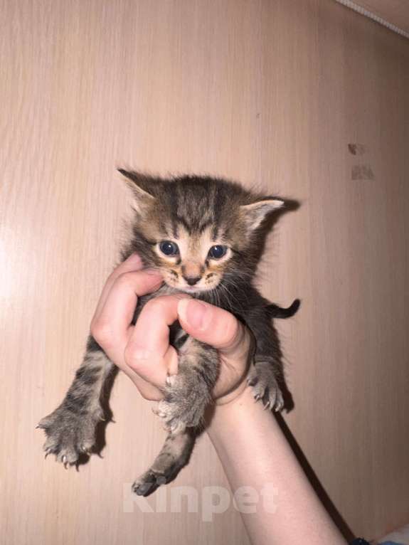 Кошки в Сарапуле: Котята Разнополые, Бесплатно - фото 9