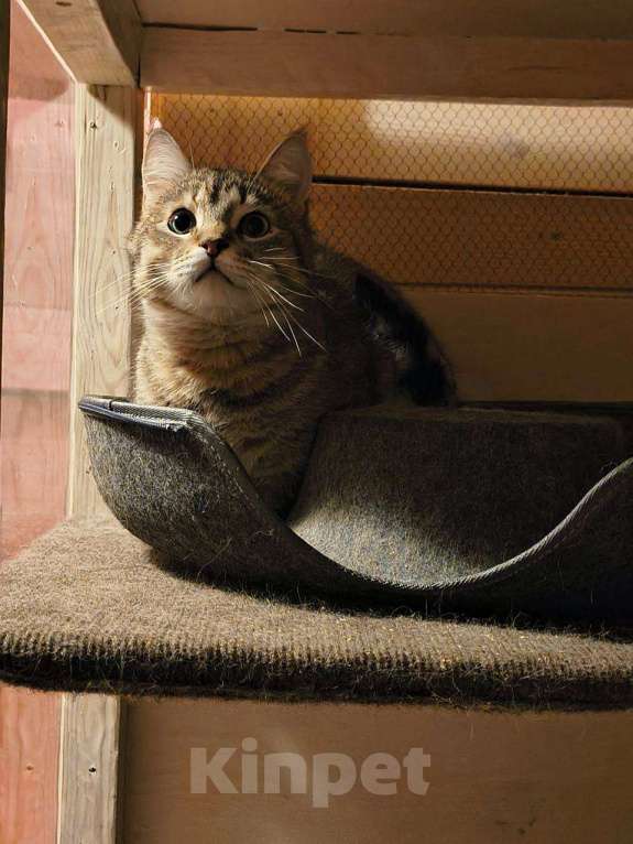 Кошки в Балашихе: Воробушек Мальчик, Бесплатно - фото 3