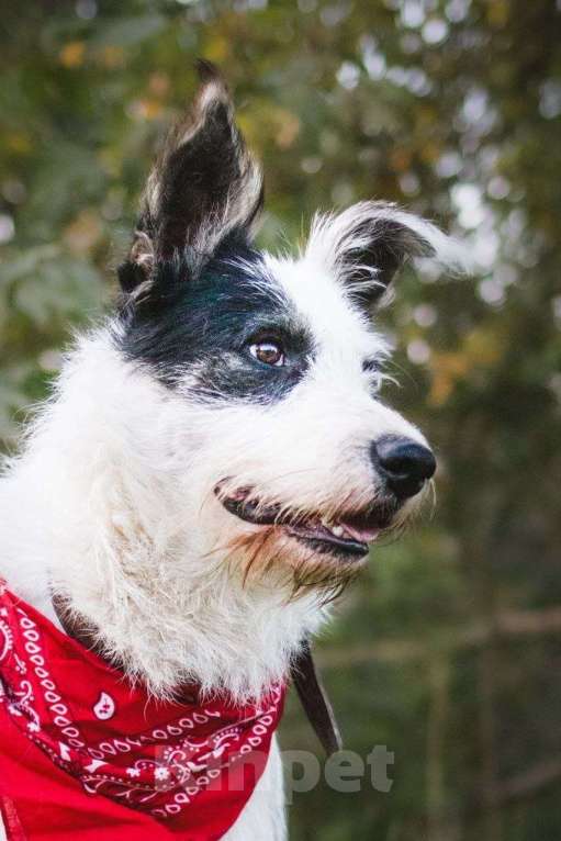 Собаки в Москве: Весельчак Добби в поисках семьи Мальчик, Бесплатно - фото 8