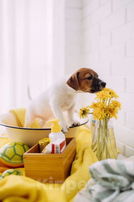 Собаки в Хабаровске: Перспективна для выставок.  Также будет прекрасным домашним любимцем. Имеет отличный темпера Девочка, 35 000 руб. - фото 3