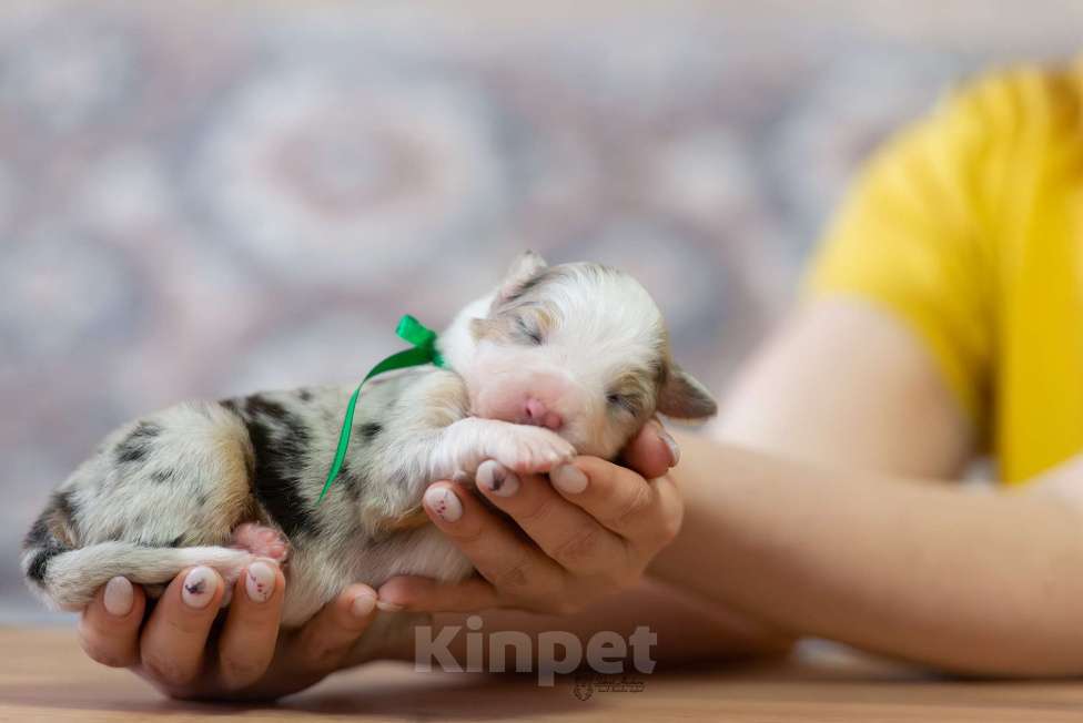 Собаки в Москве: Австралийская овчарка, щенок аусси Девочка, Бесплатно - фото 3