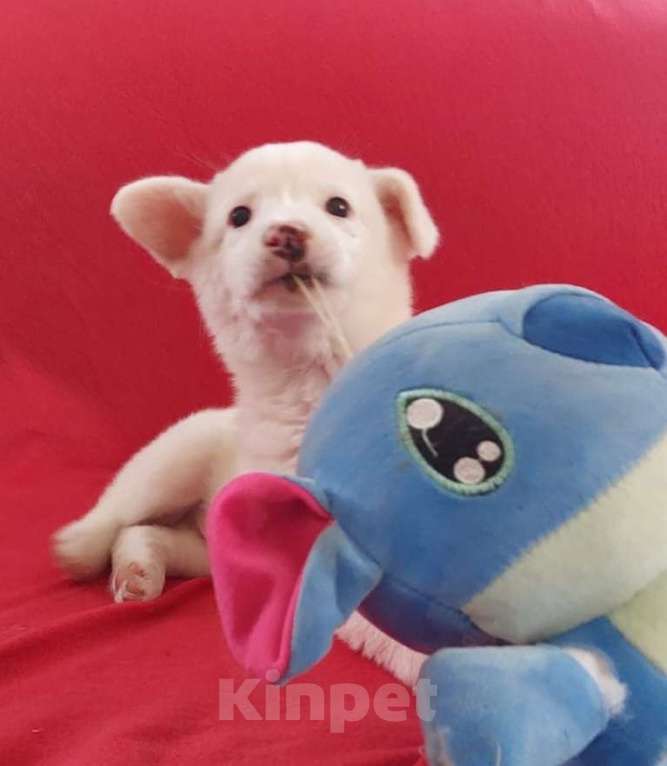 Собаки в Санкт-Петербурге: Неописуемой красоты белый щенок Мальчик, Бесплатно - фото 4