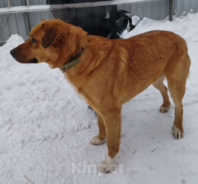 Собаки в других городах Московской области: Рэй ищет дом Мальчик, Бесплатно - фото 7