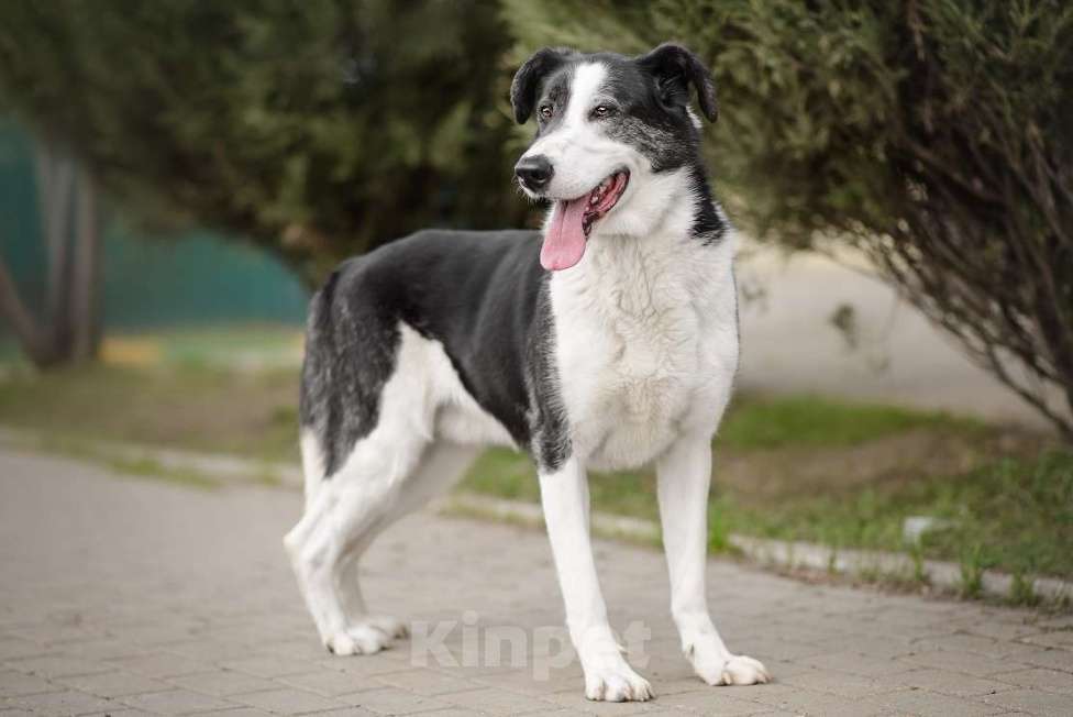 Собаки в Москве: Бим Мальчик, Бесплатно - фото 7