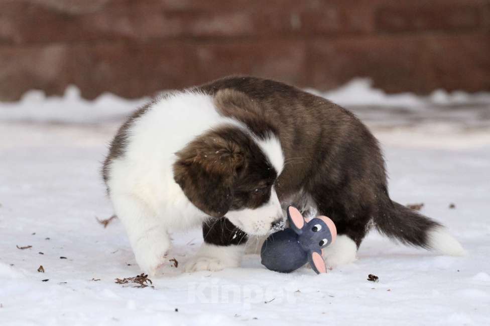 Собаки в Москве: Вельш корги кардиган Мальчик, 60 000 руб. - фото 2