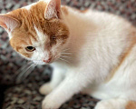 Кошки в Москве: Котик Сёма в добрые руки. Мальчик, 1 руб. - фото 3