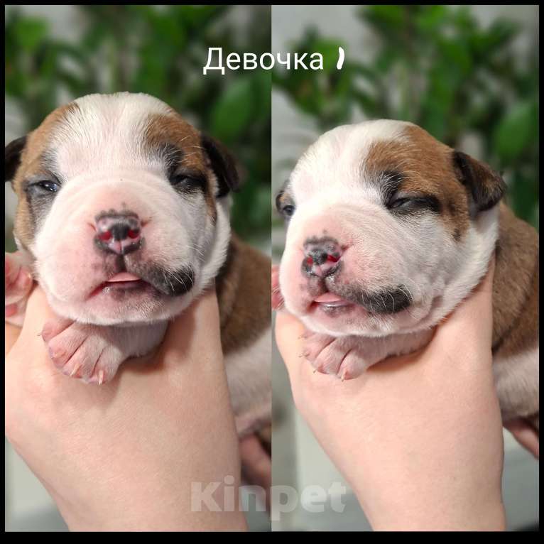 Собаки в Костроме: Американские булочки Девочка, 70 000 руб. - фото 2