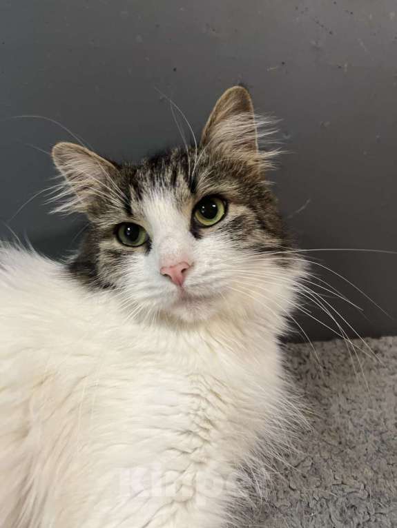 Кошки в Москве: Ласковая кошечка в добрые руки Девочка, Бесплатно - фото 3