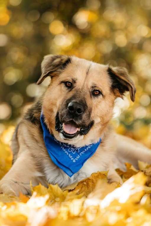 Собаки в Москве: Познакомьтесь с Дынькой — мягким гигантом с сердцем, полным добра. Мальчик, Бесплатно - фото 1