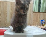 Кошки в Лабинске: Котята в добрые руки Мальчик, Бесплатно - фото 3