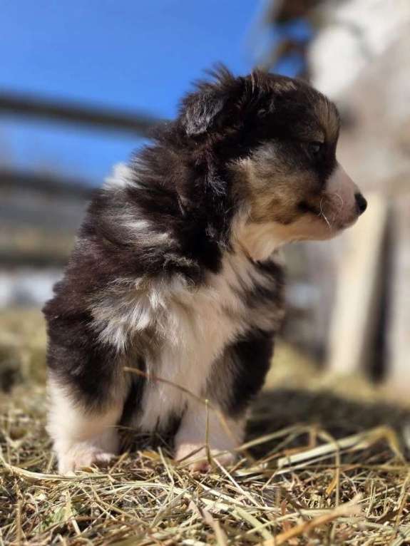 Собаки в других городах Московской области: миниатюрная американская овчарка Мальчик, 80 000 руб. - фото 3