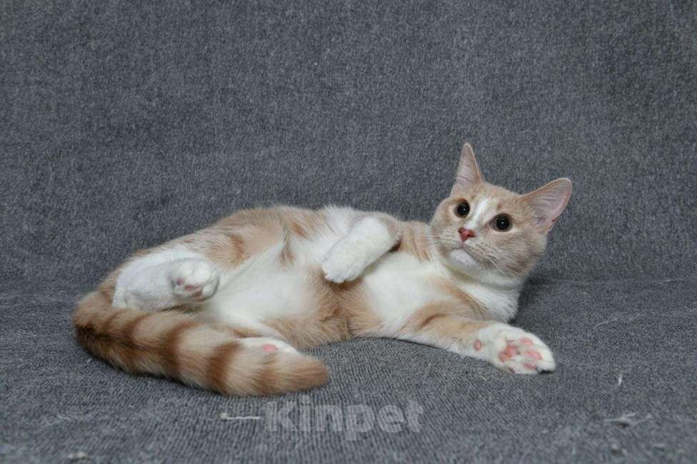 Кошки в Москве: Котик Персик в добрые руки  Мальчик, Бесплатно - фото 5