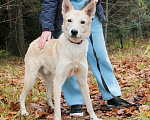 Собаки в Зеленограде: Перси ищет дом Мальчик, Бесплатно - фото 5