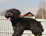 Собаки в Москве: мальтипу мини и микро, бэби фейс Мальчик, 100 000 руб. - фото 6