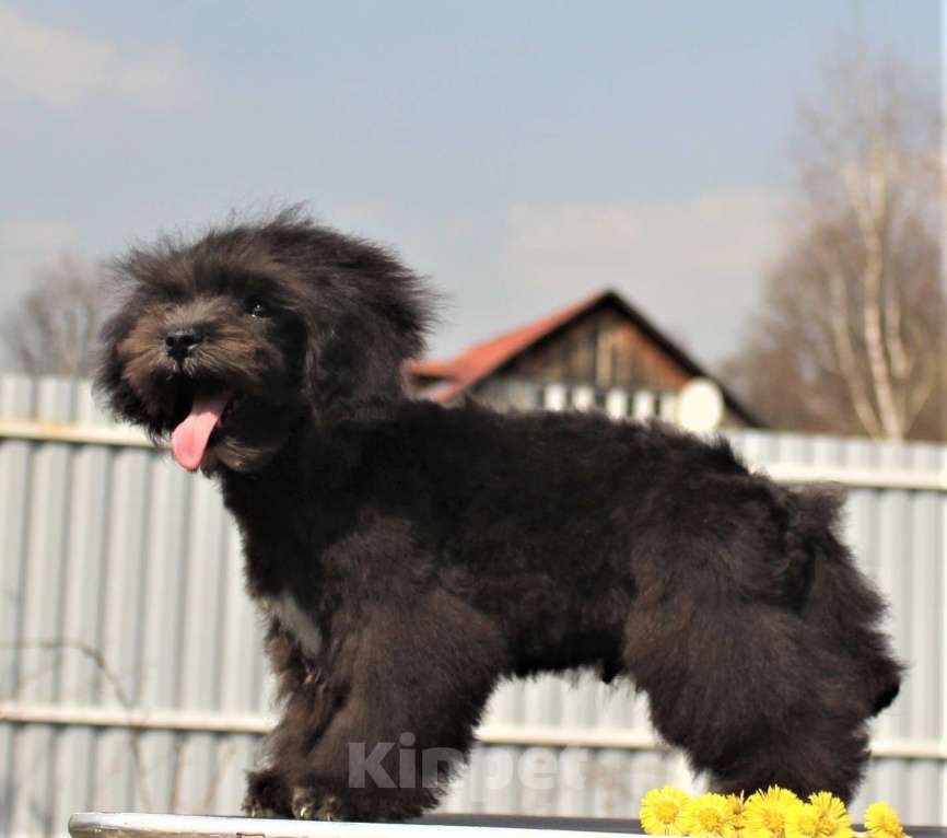 Собаки в Москве: мальтипу мини и микро, бэби фейс Мальчик, 100 000 руб. - фото 6