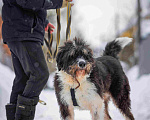 Собаки в Москве: Собака-мечта бородатик Тайсон в добрые руки Мальчик, Бесплатно - фото 6