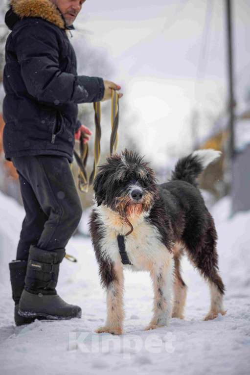 Собаки в Москве: Собака-мечта бородатик Тайсон в добрые руки Мальчик, Бесплатно - фото 6