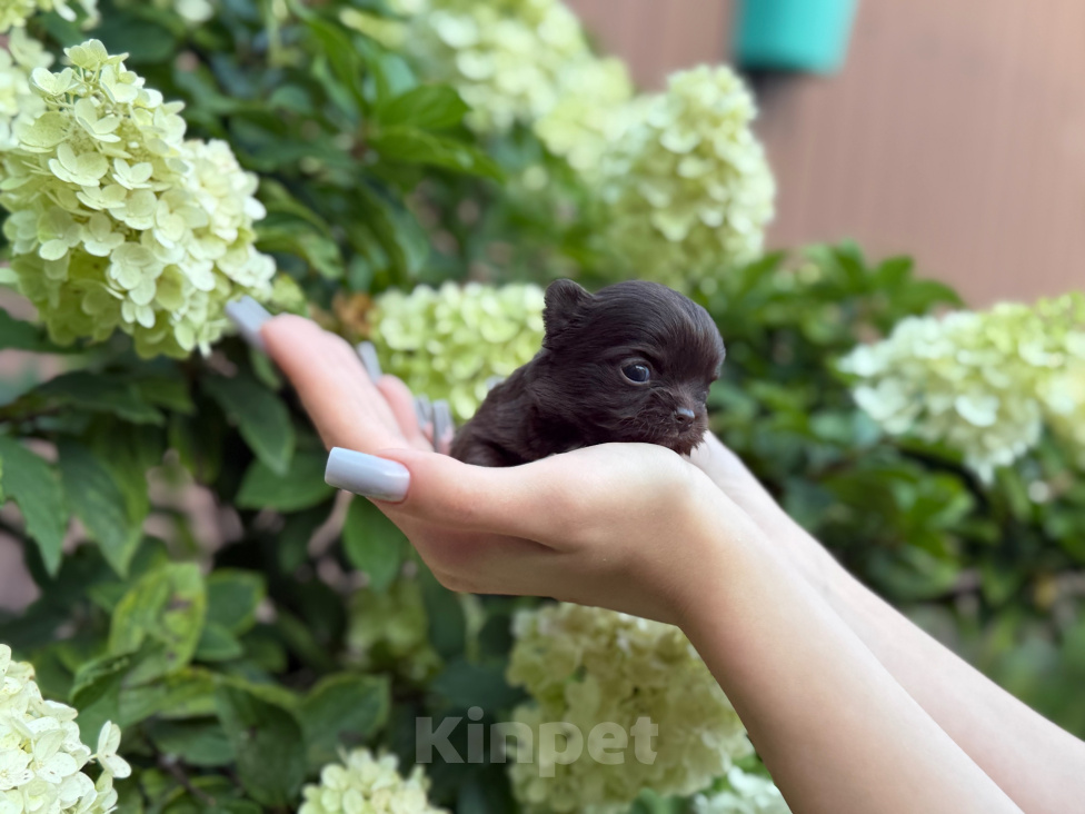 Собаки в Брянске: Щенок чихуахуа РКФ Девочка, Бесплатно - фото 3