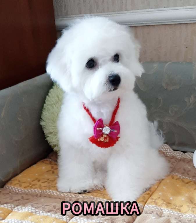 Собаки в Барнауле: Бишон фризе куколки Девочка, 65 000 руб. - фото 3