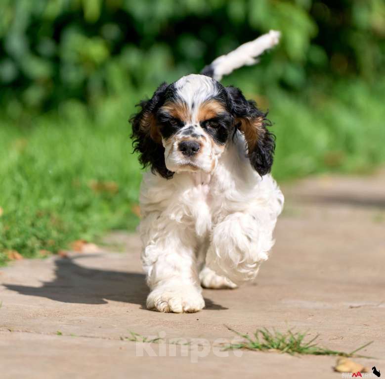 Собаки в Москве: Принц: будущий чемпион ринга и выставок  Мальчик, 120 000 руб. - фото 4