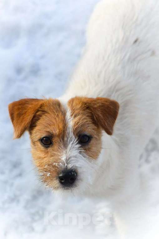 Собаки в Москве: Миниатюрная девочка Джек Рассел терьера  Девочка, 45 000 руб. - фото 7
