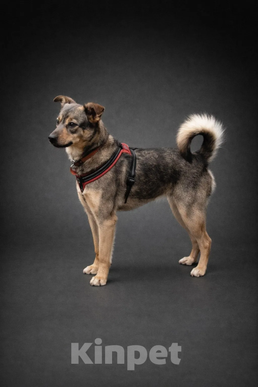 Собаки в Москве: Пеппи Длинныйчулок Девочка, 10 руб. - фото 5