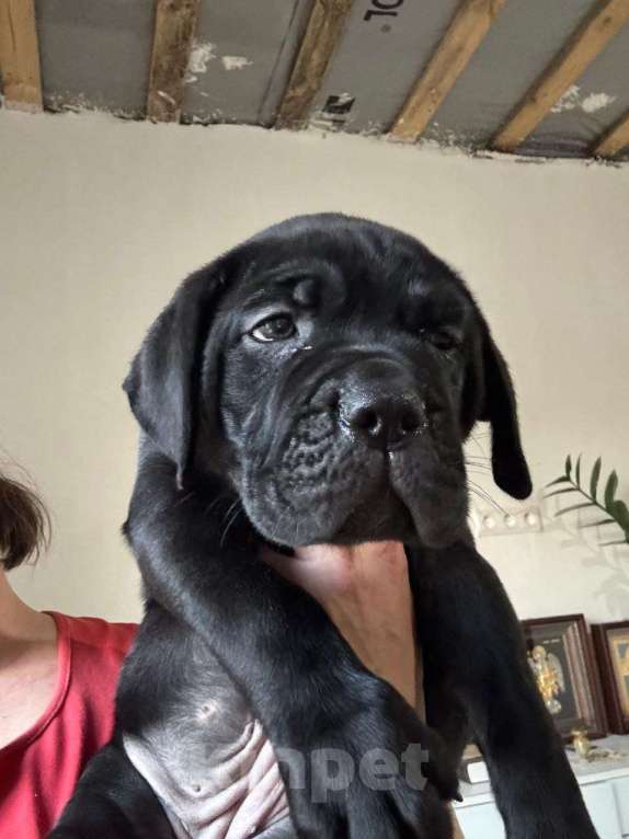 Собаки в Москве: Щенки Кане Корсо Мальчик, 70 000 руб. - фото 4